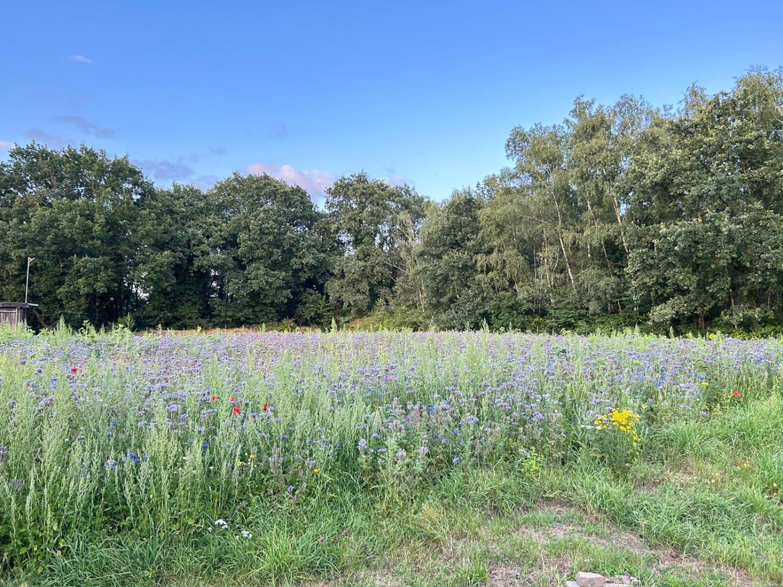 Xantener Ferienhaus Heeser Weg Exterior foto